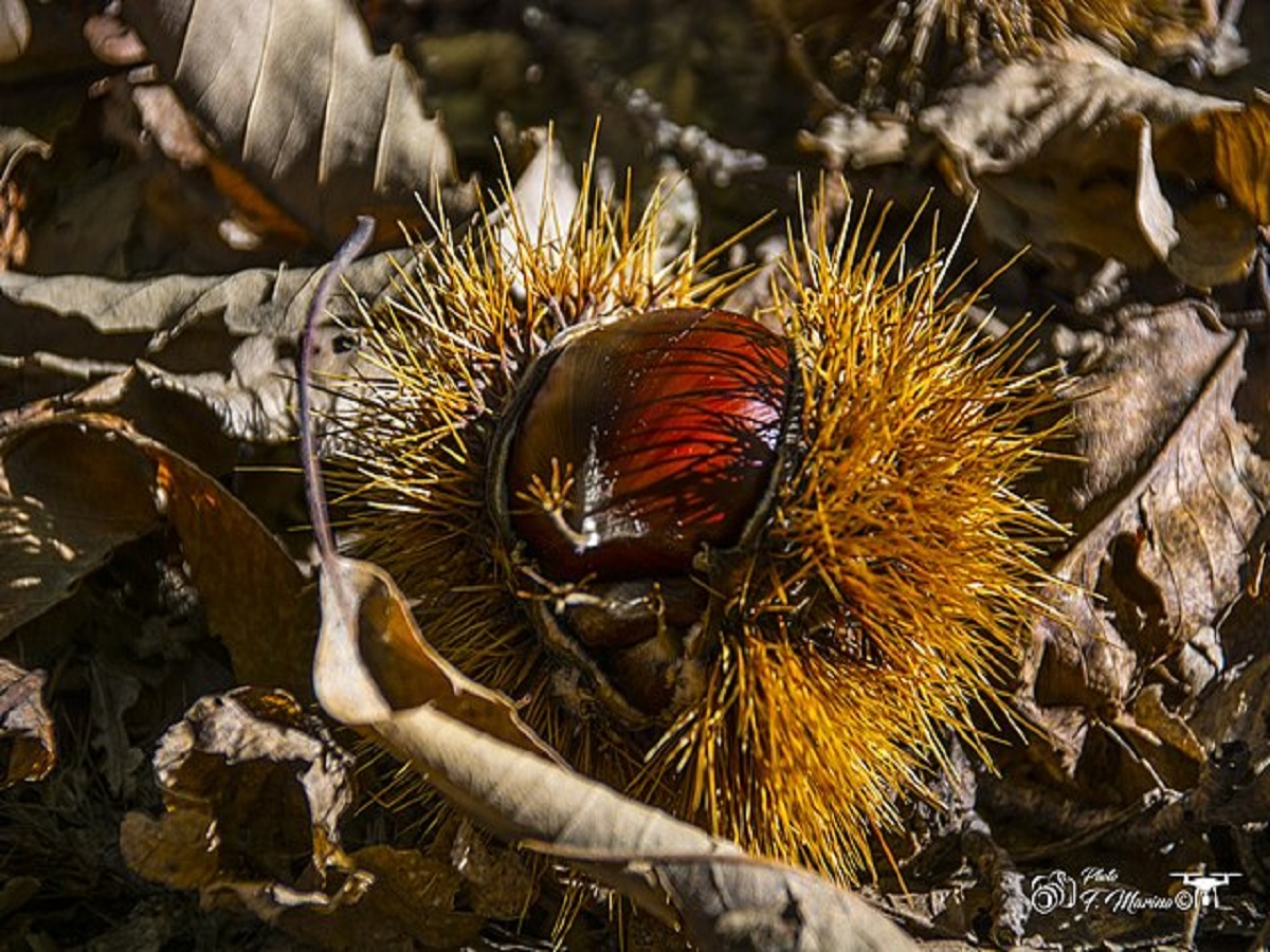 Autunno A Roccamonfina Non Perdere La Sagra Della Castagna E Del Fungo