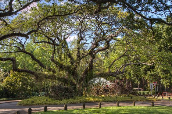 darwin-botanicgardens