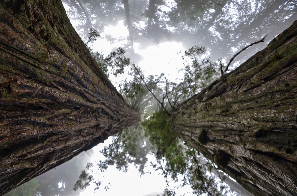 america-alberi