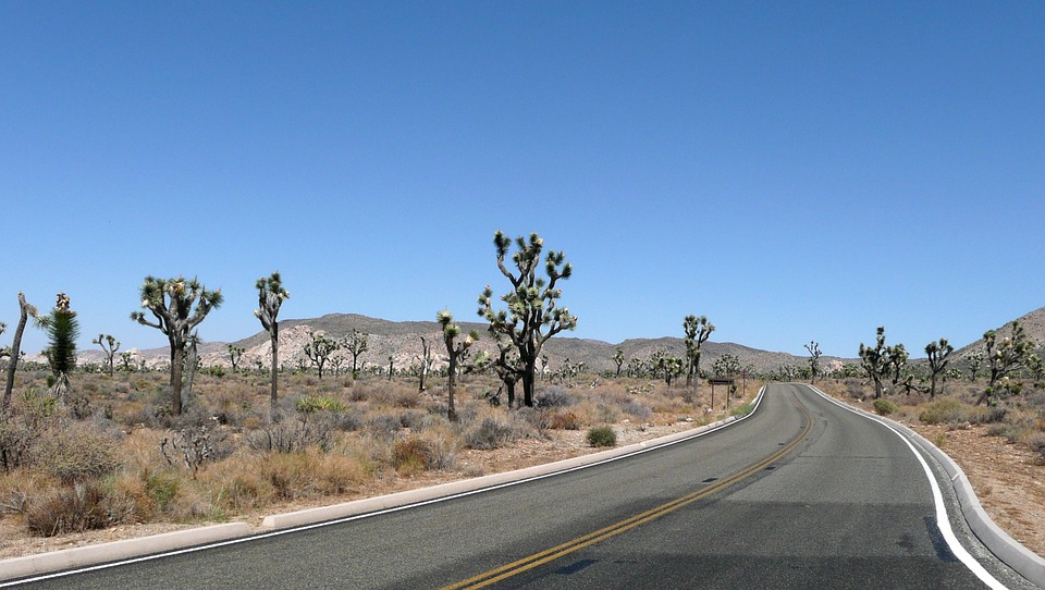 america-cactus