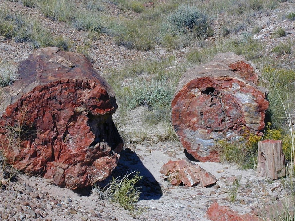 america-PetrifiedTree