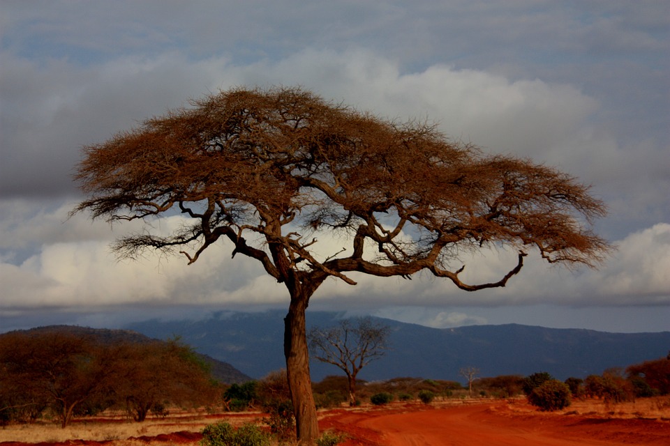 Kenya esperienza safari