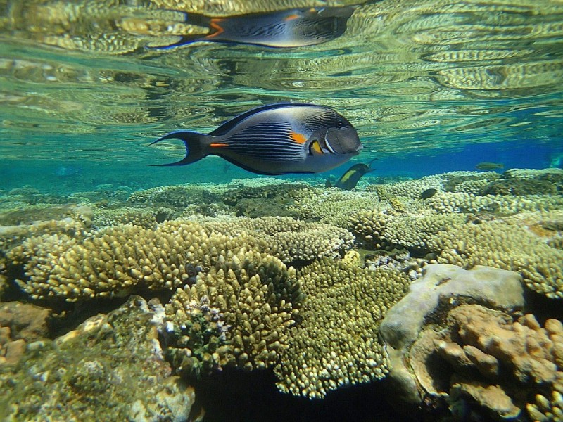 sharm-immersione