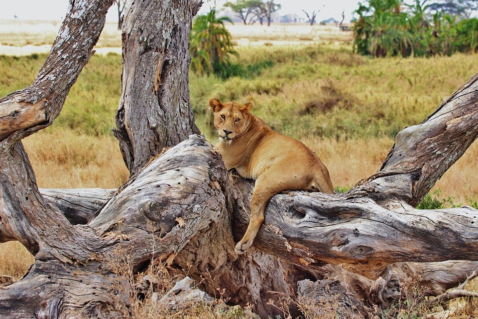 viaggio-tanzania-leonessa