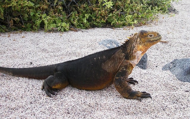 iguana-ecuador
