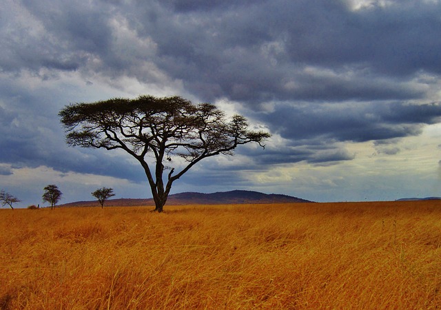 Safari in Tanzania