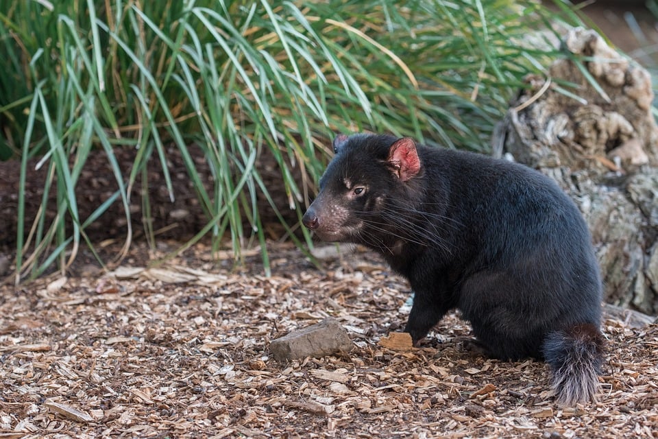 tasmania-devil