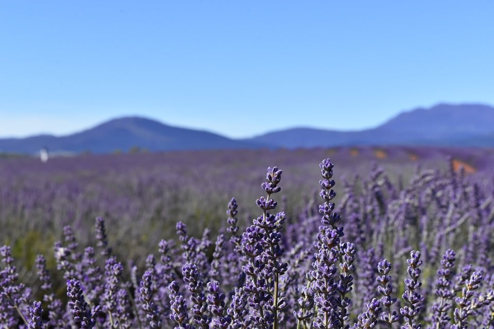 tasmania-paesaggio