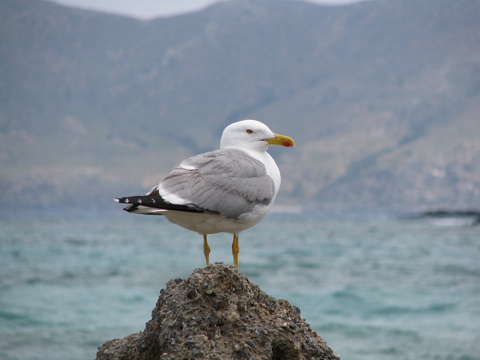 creta-elafonissi2