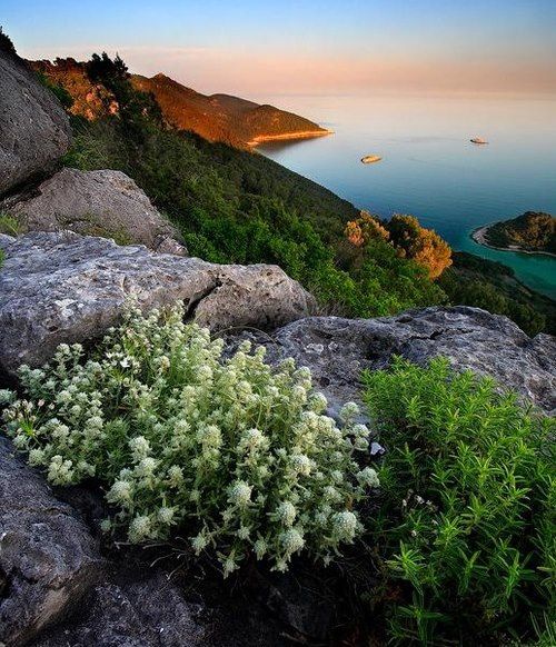 mljet-1