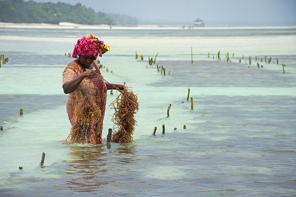 zanzibar-pesca