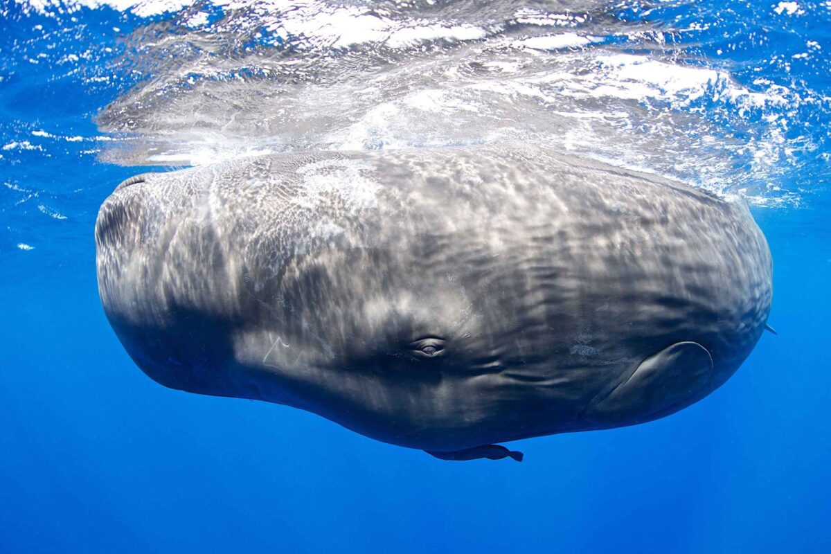 Aeolian-Dolphin-Research-milazzo