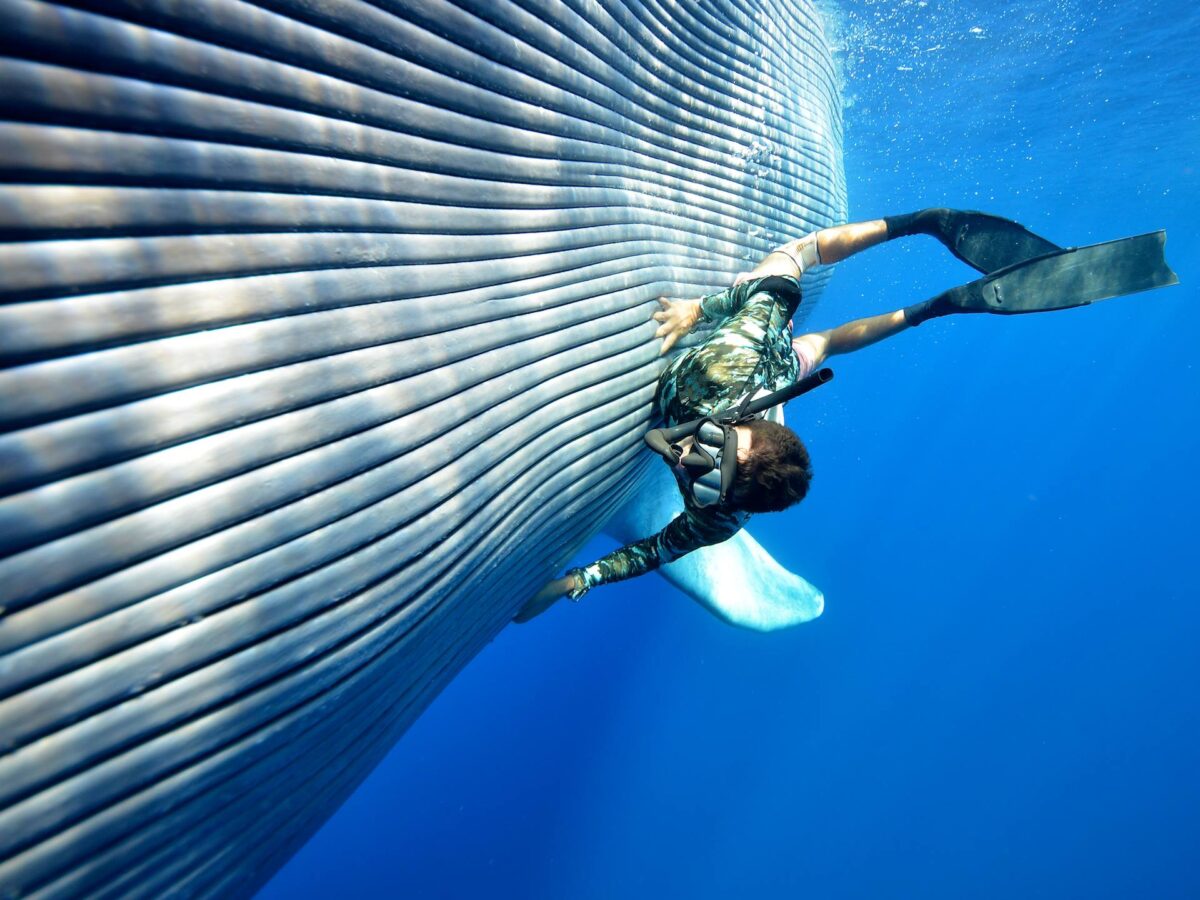 Aeolian-Dolphin-Researchbalena