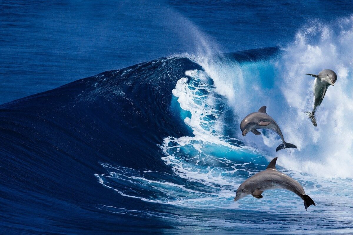 whale-watching-eolie