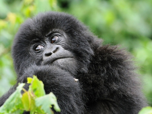 Rwanda un paese da scoprire