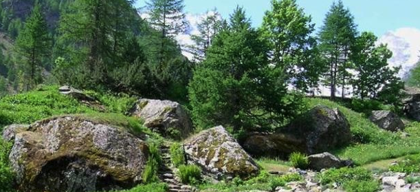 courmayeur-giardino-botanico-alpino-saussurea