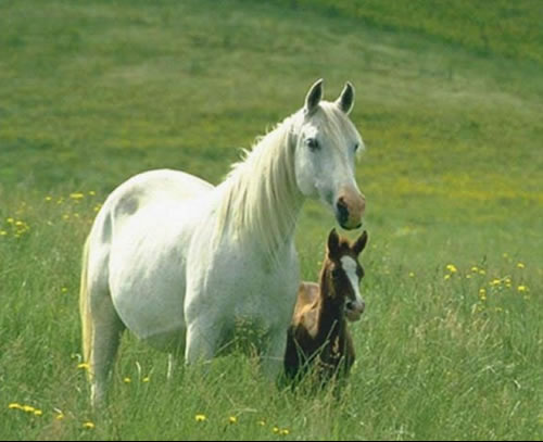 Vacanze e weekend con passeggiate a cavallo