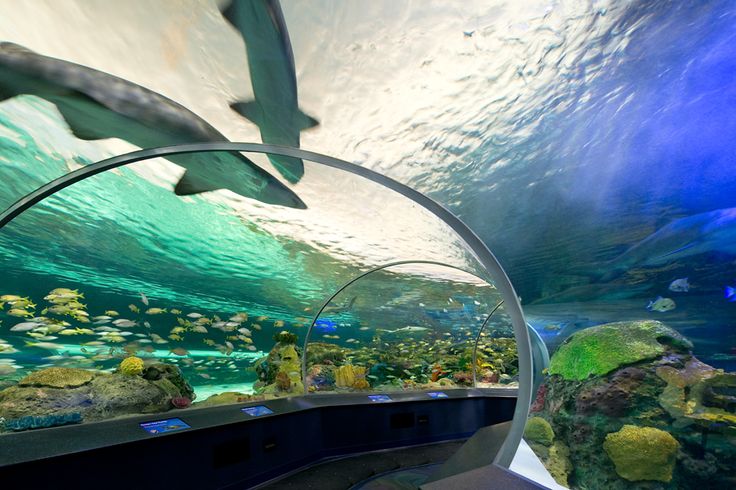 toronto-Ripley'sAquariumOfCanada