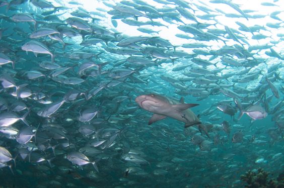 Shark in jacks at Sipadan