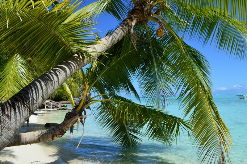 borabora-palma