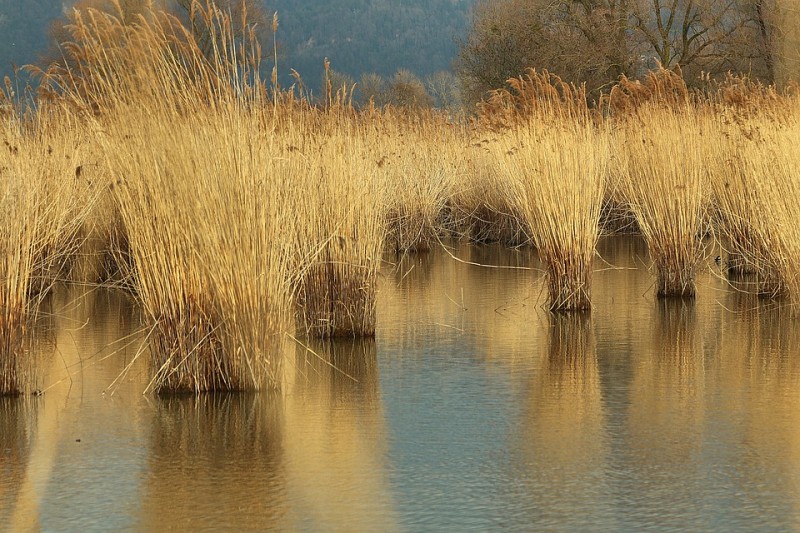 lagobracciano-paglia
