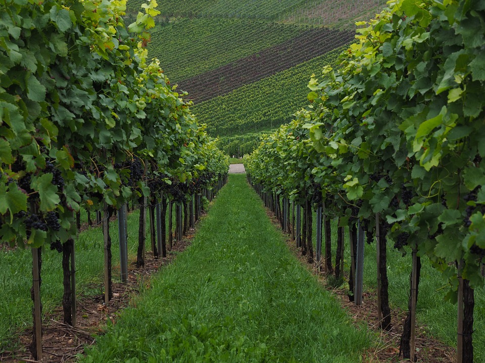 bolzano-rencio