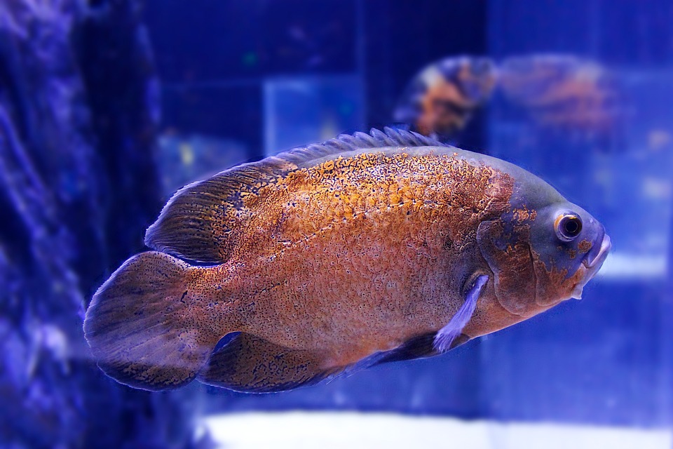 messiana-acquario