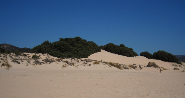 chia-dune