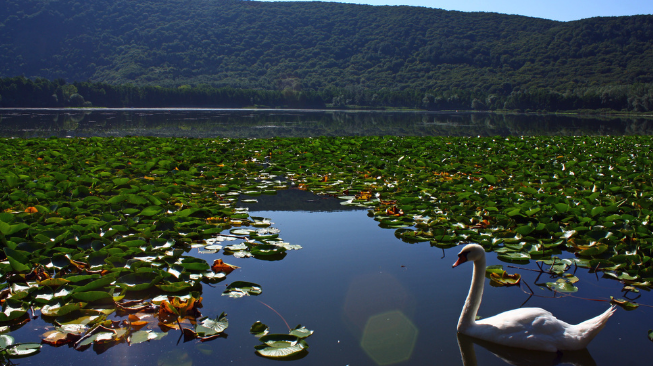 laghi-di-monticchio-vegetazione
