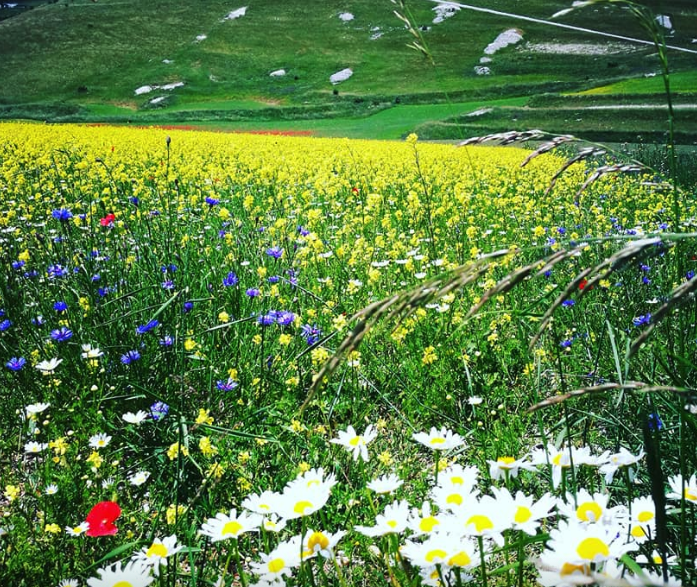 castelluccio-di-norcia-fioritura