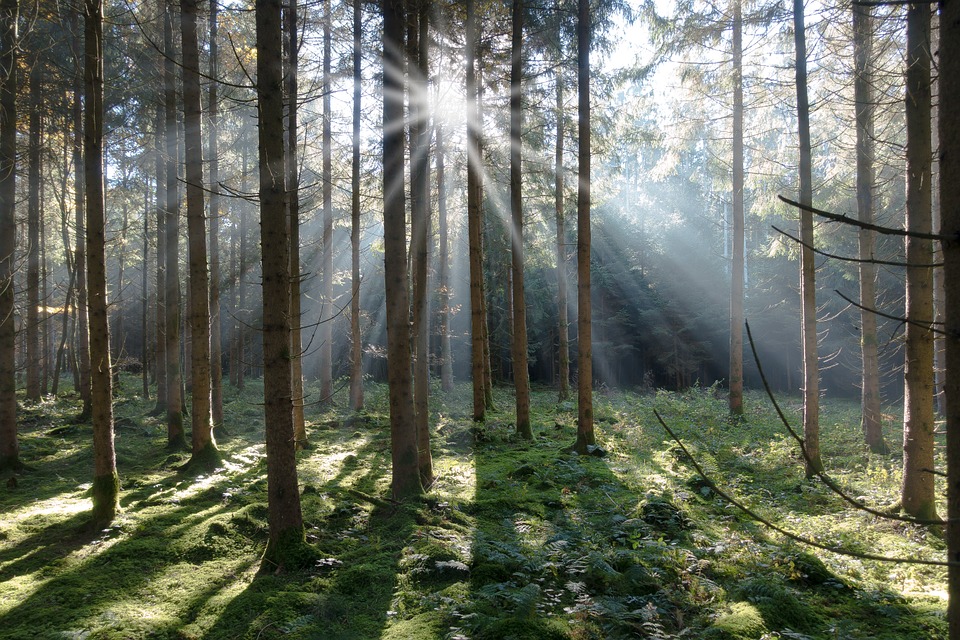 predazzo-bosco-che-suona