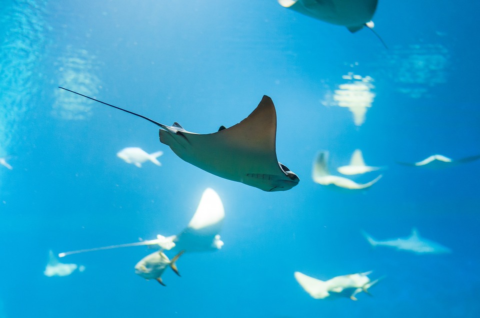 cala-gonone-acquario