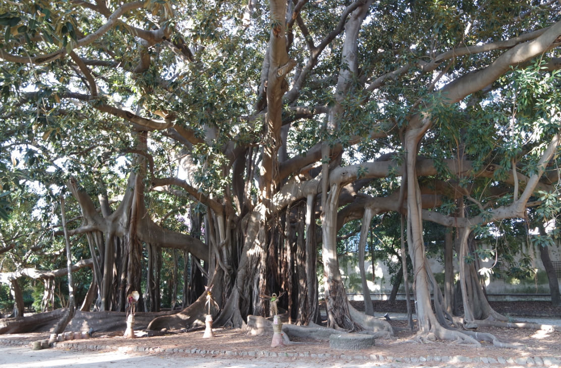giardini-italia-orto-botanico-palermo