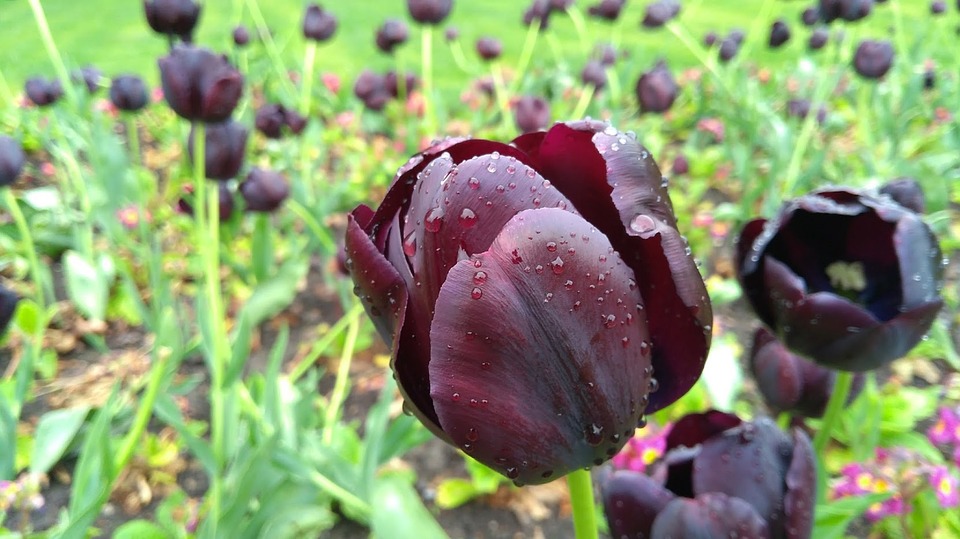 fioritura-bardolino-tulipani