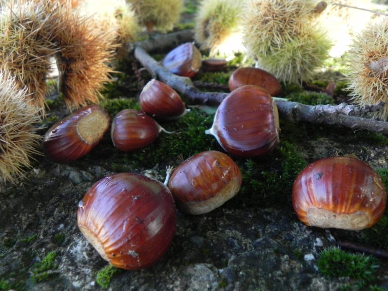 arcidosso-castagne
