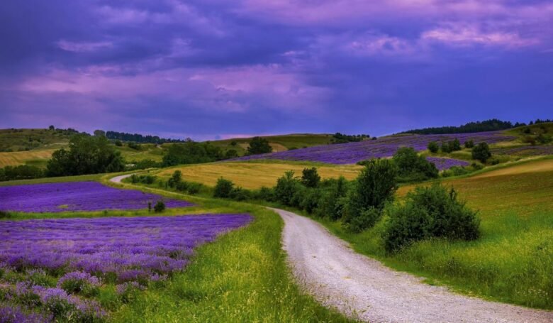 campi-lavanda-pisa