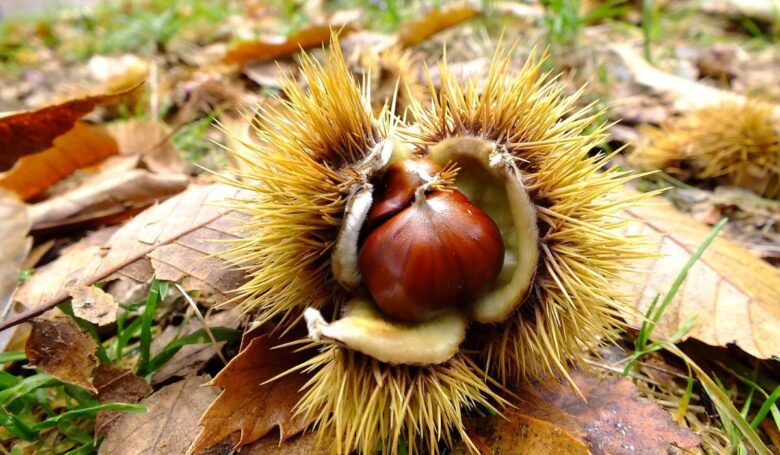 borghi dove trovare le castagne Nord Italia