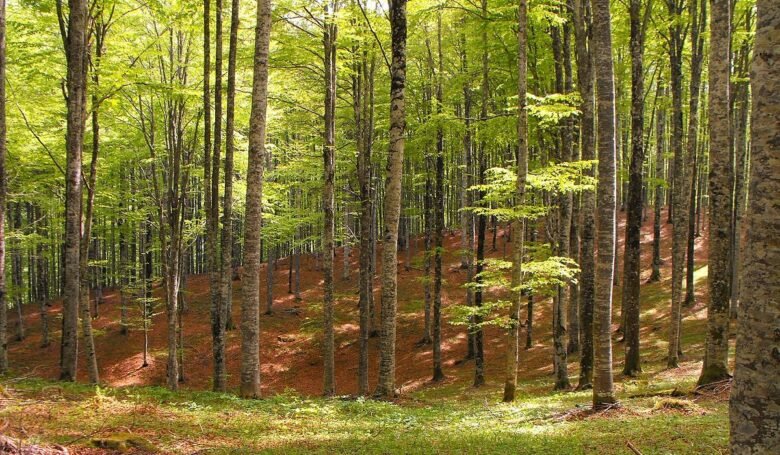 Dove cercare i funghi in Italia cansiglio