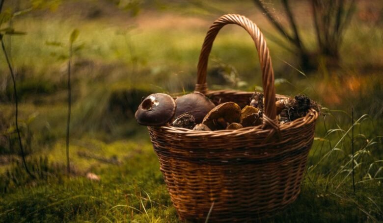 dove raccogliere funghi nord italia