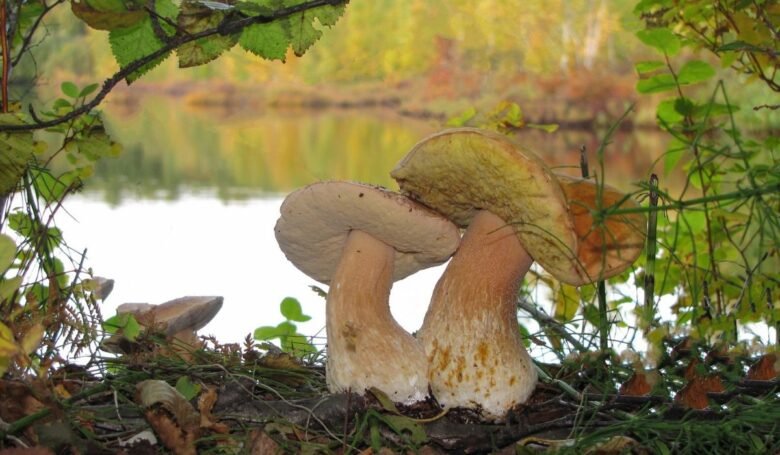 dove trovare i funghi centro italia