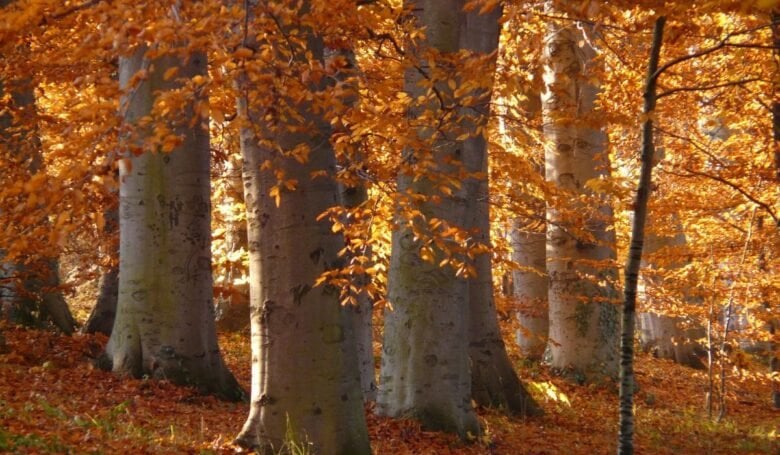 migliori borghi dove cercare i funghi Sud Italia faggeti del Sirino