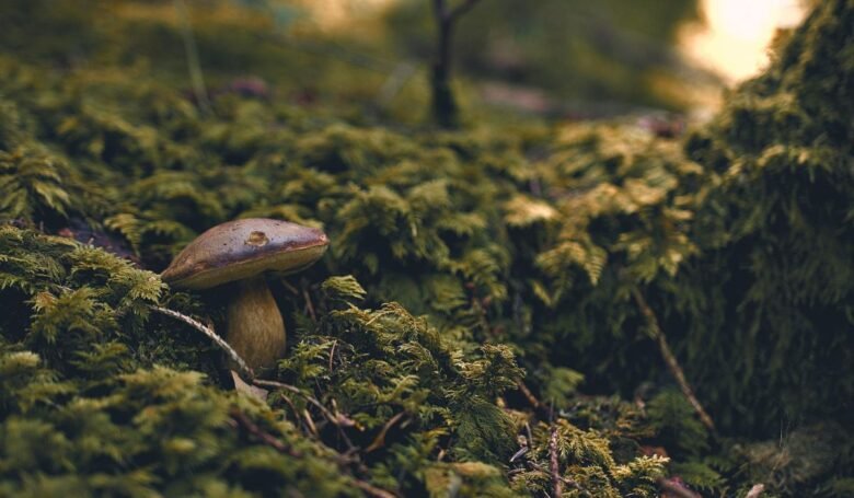 posti migliori dove cercare i funghi