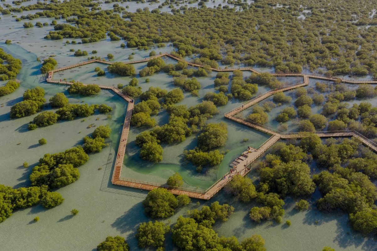 L’incredibile e fantastica foresta dove gli alberi crescono nel mare si trova a poche ore di volo dall’Italia