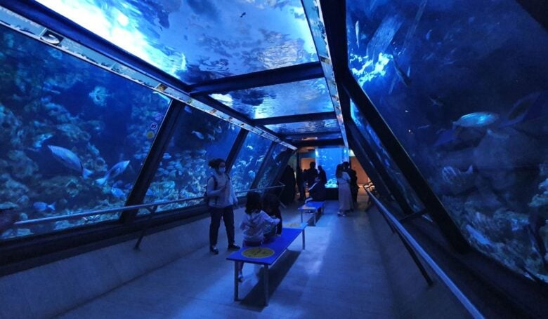 Christmas at the Cattolica Aquarium Christmas at the Cattolica Aquarium