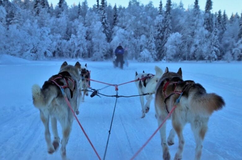 sleddog-valle-daosta sleddog-valle-daosta