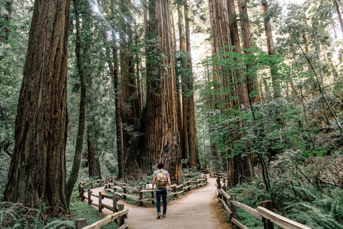 Dove fare Forest Bathing in Italia: 6 percorsi benessere più incredibili e suggestivi