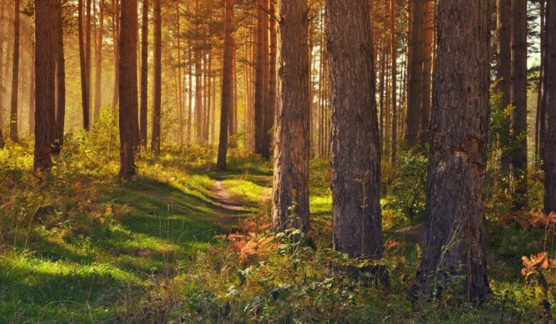 Forest bathing in Italia Forest bathing in Italia