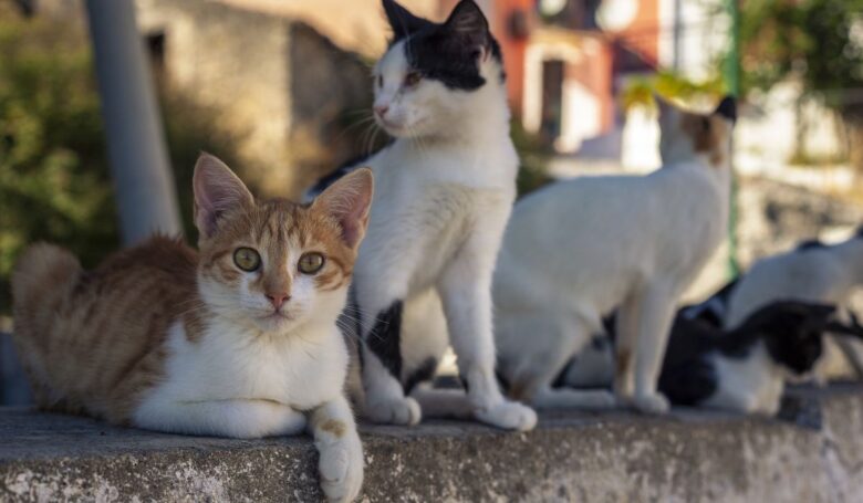 5 borghi più belli da vedere nella Giornata Mondiale del Gatto 5 borghi più belli da vedere nella Giornata Mondiale del Gatto