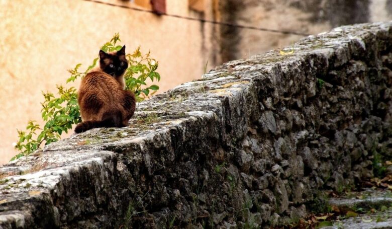 borghi dei gatti borghi dei gatti