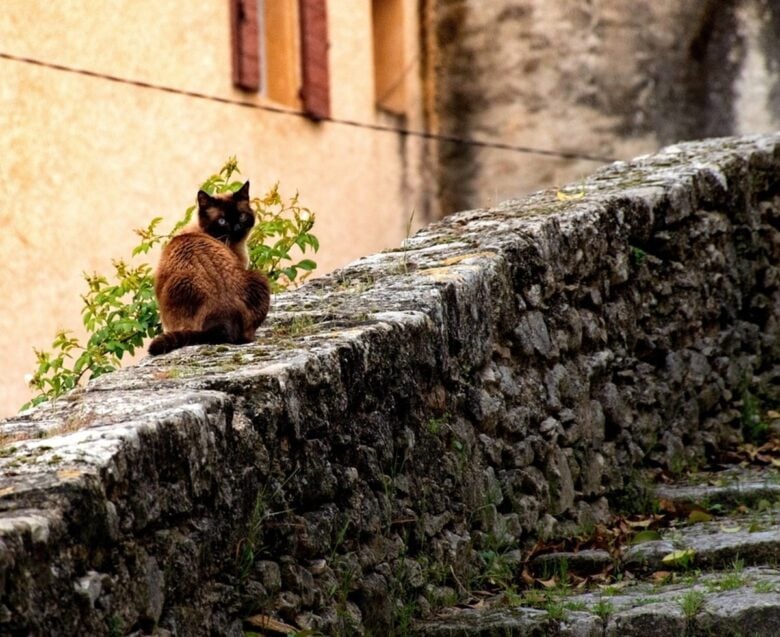 borgo di gatti (ph credit pixabay) borgo di gatti (ph credit pixabay)